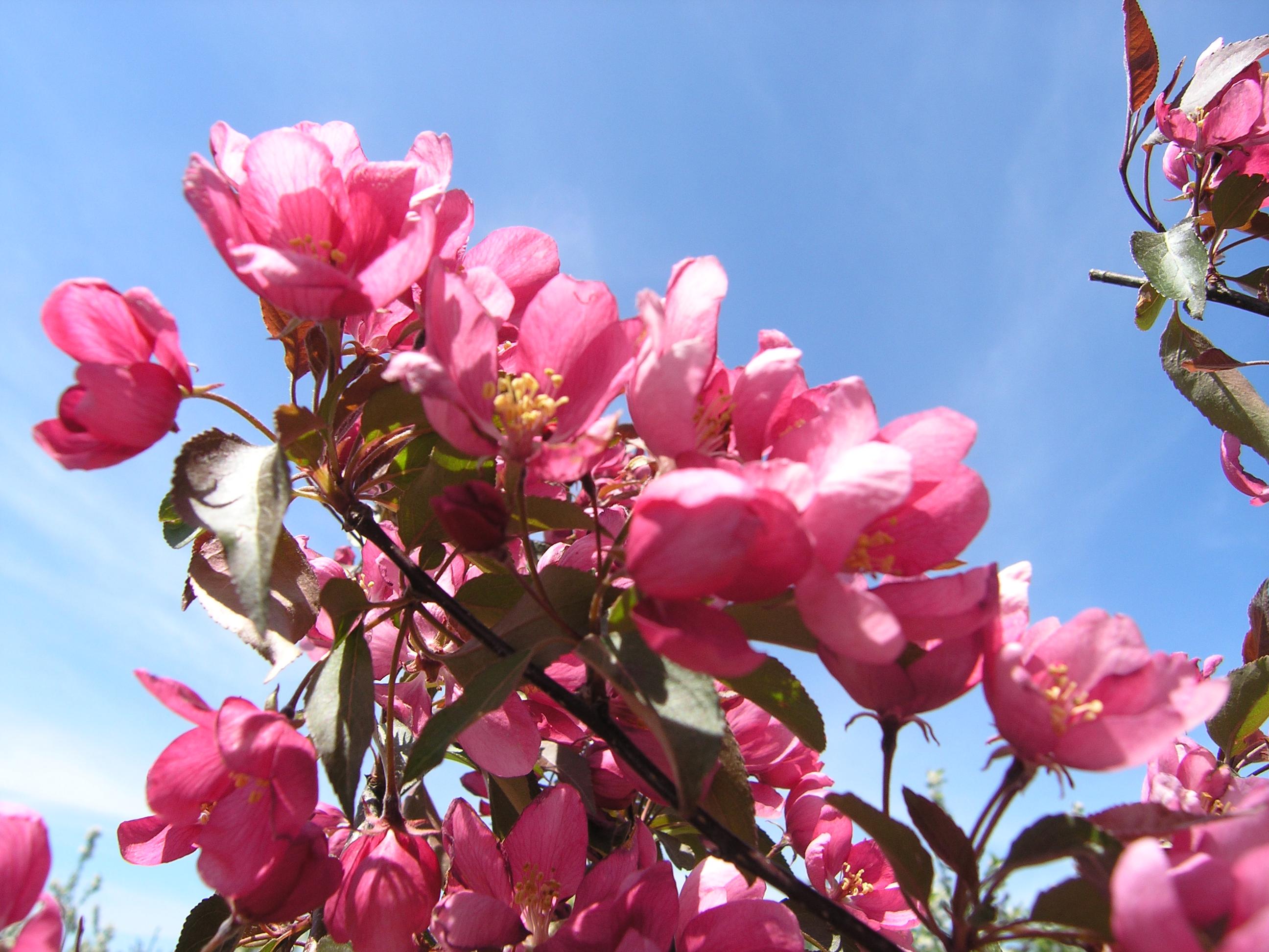 Malus ‘Profusion’